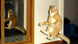 Image result for invisible cat