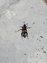 Attēlu rezultāti vaicājumam “Poecilochirus sp.”