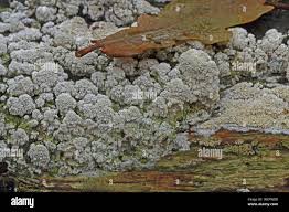 Attēlu rezultāti vaicājumam “Schizopora paradoxa”