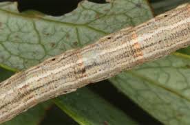 Attēlu rezultāti vaicājumam “Eulithis testata”