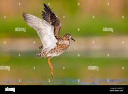 Attēlu rezultāti vaicājumam “Philomachus pugnax adult”