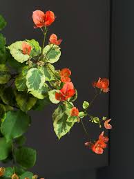 Image result for buaaambulancia