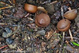 Attēlu rezultāti vaicājumam “Dumontinia tuberosa”