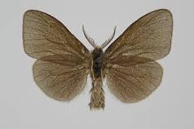 Attēlu rezultāti vaicājumam “Canephora hirsuta”