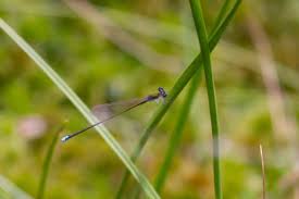 Attēlu rezultāti vaicājumam “Nehalennia speciosa”