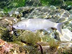 Image result for Chelon saliens