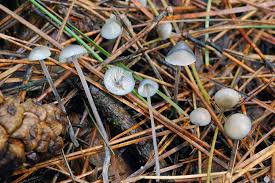 Attēlu rezultāti vaicājumam “Mycena amicta”