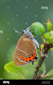 Attēlu rezultāti vaicājumam “Satyrium pruni underside”