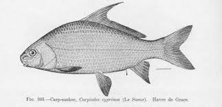 Image result for Carpiodes velifer