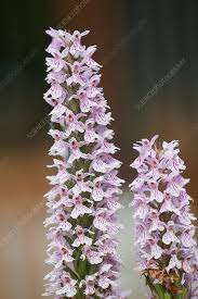 Attēlu rezultāti vaicājumam “Dactylorhiza fuchsii flower”