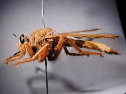 Attēlu rezultāti vaicājumam “Asilus crabroniformis”