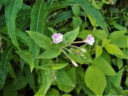 Attēlu rezultāti vaicājumam “Epilobium montanum flower”