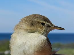 Image result for Hippolais caligata