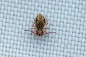 Attēlu rezultāti vaicājumam “Ptenothrix sp.”