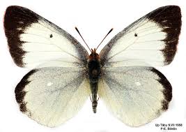 Attēlu rezultāti vaicājumam “Colias palaeno female”