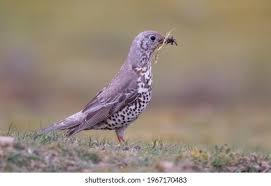 Attēlu rezultāti vaicājumam “Turdus viscivorus juvenile”