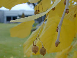 Attēlu rezultāti vaicājumam “Tilia tomentosa fruit”
