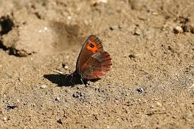 Attēlu rezultāti vaicājumam “Erebia aethiops underside”