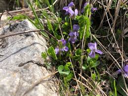 Attēlu rezultāti vaicājumam “Viola rupestris flower”