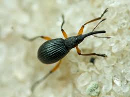 Attēlu rezultāti vaicājumam “Protapion sp.”