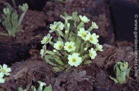 Attēlu rezultāti vaicājumam “Primula x margotae”