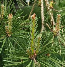 Attēlu rezultāti vaicājumam “Pinus sylvestris female flower”