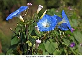 Image result for Ipomoea Heavenly Blue