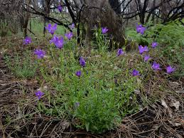 Image result for Campanula lingulata
