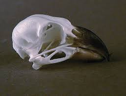 Attēlu rezultāti vaicājumam “Loxia pytyopsittacus”