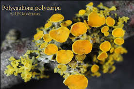 Attēlu rezultāti vaicājumam “Xanthoria polycarpa”