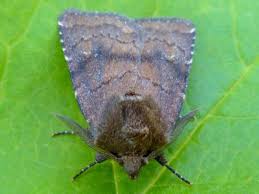 Attēlu rezultāti vaicājumam “Rusina ferruginea female”