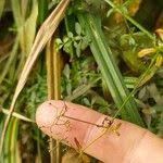 Attēlu rezultāti vaicājumam “Galium palustre fruit”