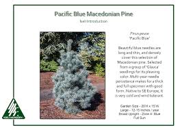 Attēlu rezultāti vaicājumam “Pinus peuce”