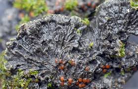 Attēlu rezultāti vaicājumam “Ascomycota”