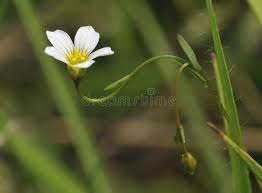 Attēlu rezultāti vaicājumam “Linum catharticum flower”