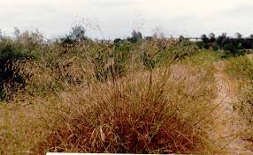 Attēlu rezultāti vaicājumam “Agrostis stolonifera subsp. straminea”