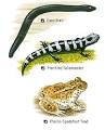 Amphibians: Amphibians: Animal Planet
