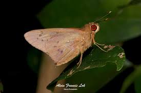 Attēlu rezultāti vaicājumam “Hesperiidae”