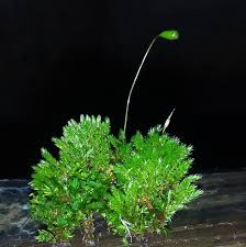 Attēlu rezultāti vaicājumam “Gymnocolea inflata”