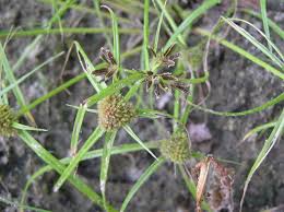 Attēlu rezultāti vaicājumam “Cyperus fuscus fruit”
