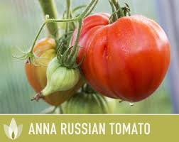 Afbeeldingsresultaat voor anna russian tomato