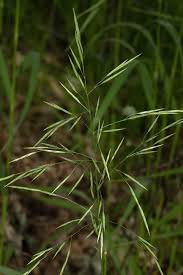 Attēlu rezultāti vaicājumam “Bromopsis inermis”