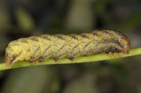 Attēlu rezultāti vaicājumam “Hadena rivularis”