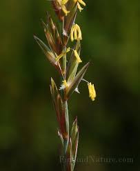 Attēlu rezultāti vaicājumam “Elytrigia repens flower”