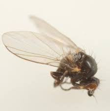 Attēlu rezultāti vaicājumam “Phytomyza minuscula”