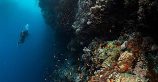 Image result for Deep Blue Diving