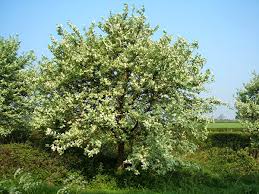 Attēlu rezultāti vaicājumam “Sorbus aria”