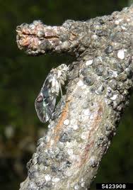 Attēlu rezultāti vaicājumam “Licea chelonoides spores”