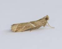 Attēlu rezultāti vaicājumam “Nyctegretis lineana”