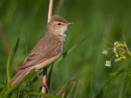 Attēlu rezultāti vaicājumam “Hippolais caligata”